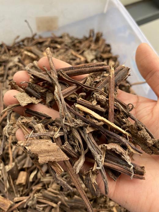 排草  香排草 商品图3