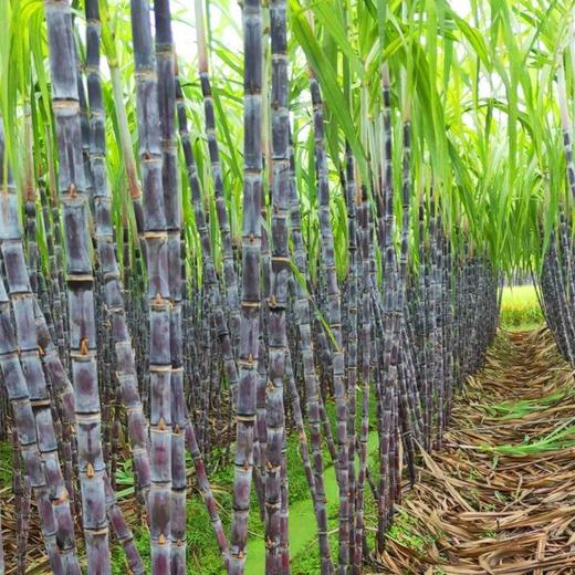 鲜嫩多汁 广西黑皮甘蔗 1根/长约1.1米 商品图3