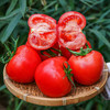 普罗旺斯水果西红柿，果肉糯糯沙沙，肉厚多汁 商品缩略图0