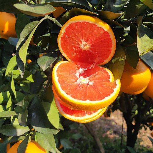 橙中贵族 中华红橙 1000g 商品图4