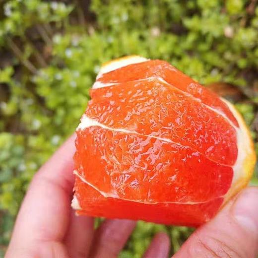 橙中贵族 中华红橙 1000g 商品图7