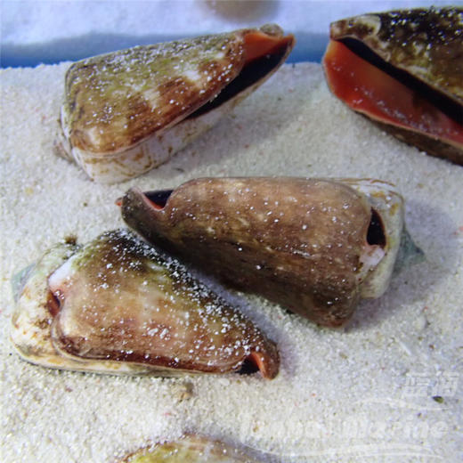 红口跳跳螺 商品图5