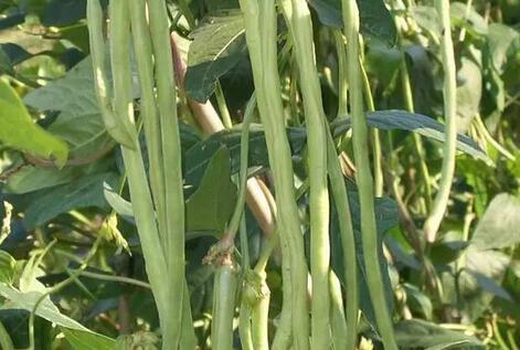 豆角红根的原因和解决措施 商品图0