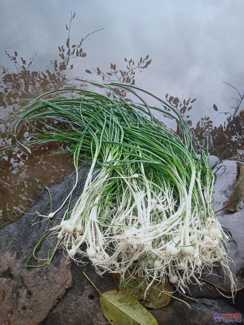 山区野葱150g