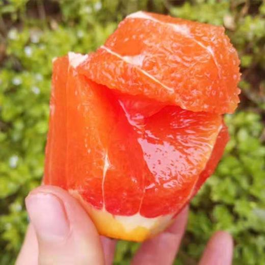 橙中贵族 中华红橙 1000g 商品图6