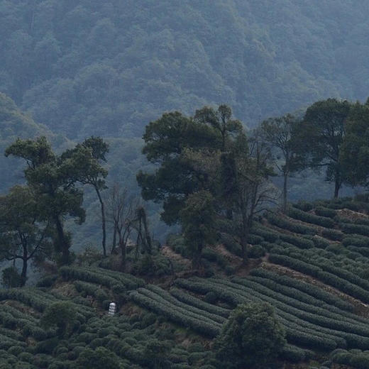 极品 2021早春狮峰龙井43号开园茶 最核心产区 商品图1