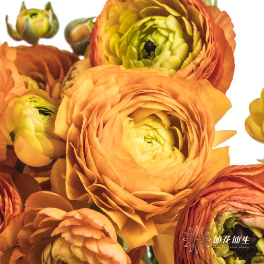 配花 | 洋牡丹橙色【反季节，介意慎拍】
 商品图4