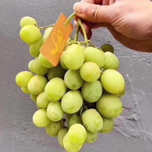 澳洲🦘甜地球无籽青提，看名字就知道它的口感啦，特别的脆甜。特别新鲜，卡兹脆甜太好吃了 商品图1