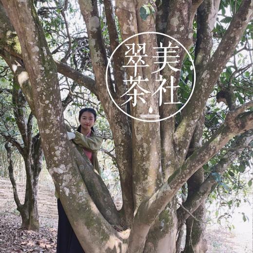 2021【帕拍】沧源神秘小产区-2021头春古树纯料 商品图7