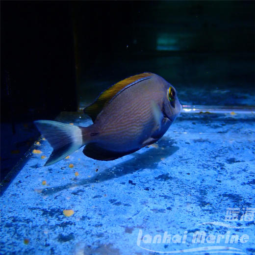 橙波纹吊 商品图4