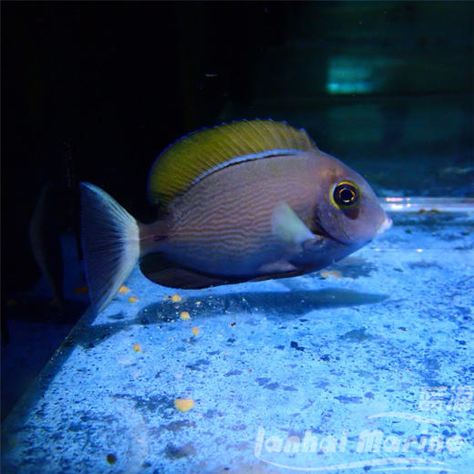 橙波纹吊 商品图5