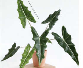 萨利安海芋养护