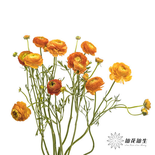 配花 | 洋牡丹橙色【反季节，介意慎拍】
 商品图6