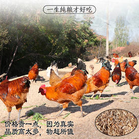 碧夏山庄童子鸡高山散养肉质鲜嫩紧实 净重不少于三斤