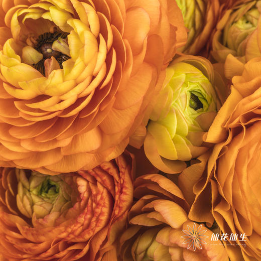 配花 | 洋牡丹橙色【反季节，介意慎拍】
 商品图8