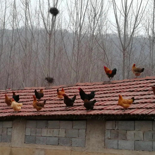 碧夏山庄老母鸡 商品图3