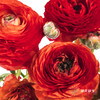 配花 | 洋牡丹红色【反季节，介意慎拍】 商品缩略图4