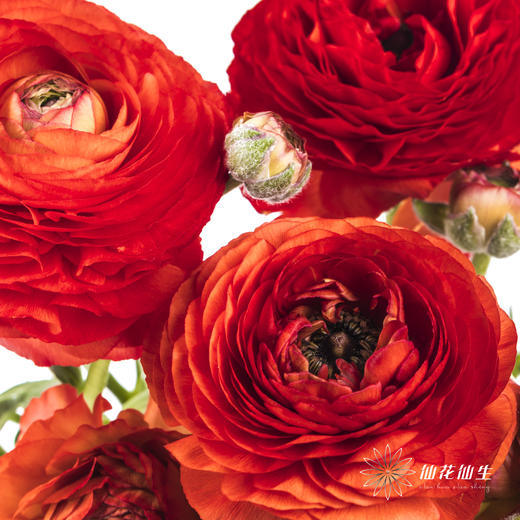 配花 | 洋牡丹红色【反季节，介意慎拍】 商品图4