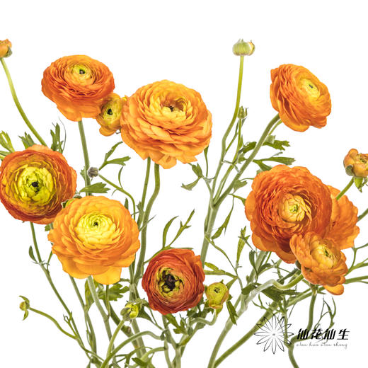 配花 | 洋牡丹橙色【反季节，介意慎拍】
 商品图5