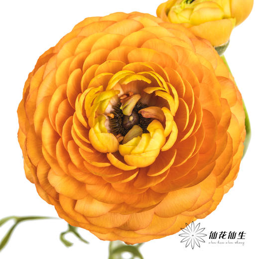 配花 | 洋牡丹橙色【反季节，介意慎拍】
 商品图0