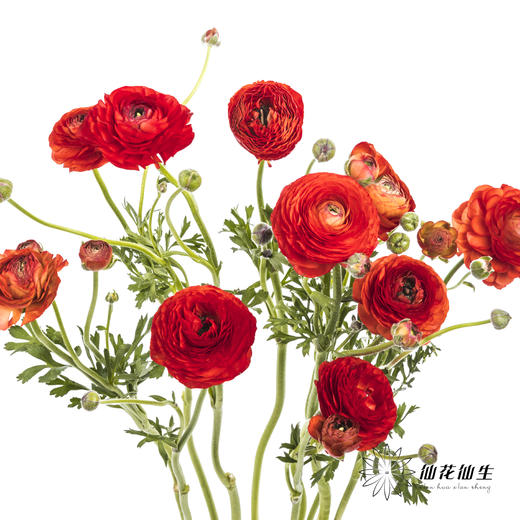 配花 | 洋牡丹红色【反季节，介意慎拍】 商品图5