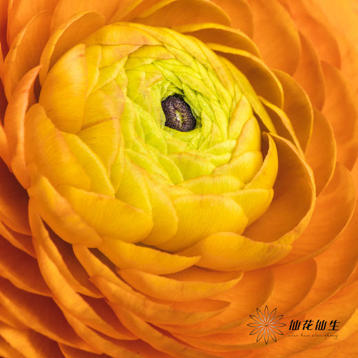 配花 | 洋牡丹橙色【反季节，介意慎拍】
 商品图2