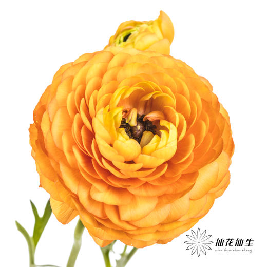 配花 | 洋牡丹橙色【反季节，介意慎拍】
 商品图1