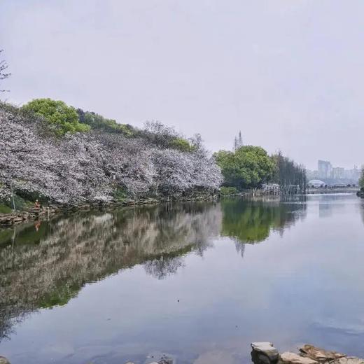 植物园赏花39.9畅玩乐林游乐场四大项目！赏樱踏青，共赴春日之约，旋转木马、迪斯科转盘、海盗船、奇妙旅程、摇头飞椅 商品图4