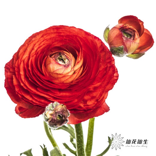 配花 | 洋牡丹红色【反季节，介意慎拍】 商品图1