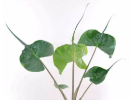 黄貂鱼海芋养护