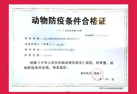 丘北有机高原土鸡 商品图6