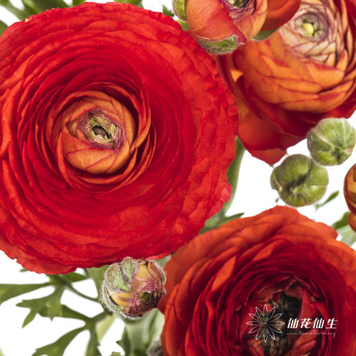 配花 | 洋牡丹红色【反季节，介意慎拍】 商品图8