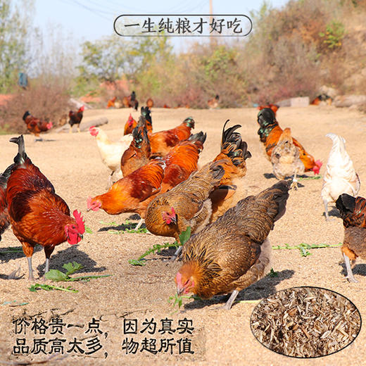 碧夏山庄老母鸡 商品图0