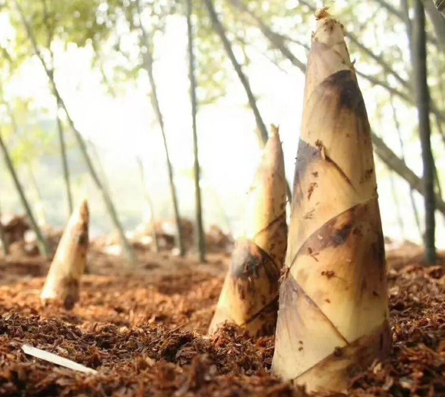 雷竹笋是竹笋中最早出土的品种一声春雷炸响,山间的竹笋应声破土而出