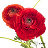 配花 | 洋牡丹红色【反季节，介意慎拍】 商品缩略图7