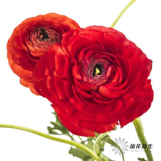 配花 | 洋牡丹红色【反季节，介意慎拍】 商品图7