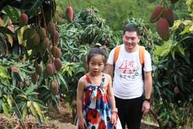 海南三亚【树上熟贵妃芒】