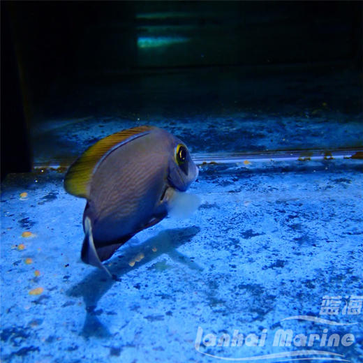 橙波纹吊 商品图2