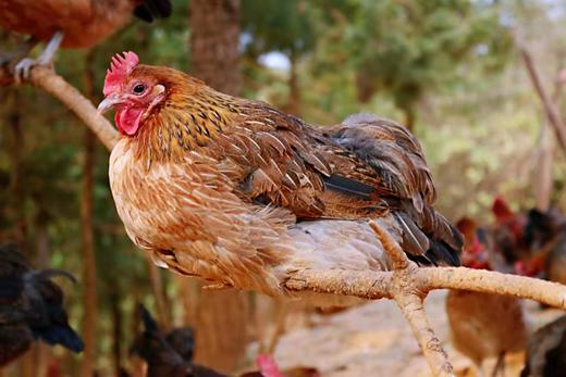 丘北有机高原土鸡 商品图3