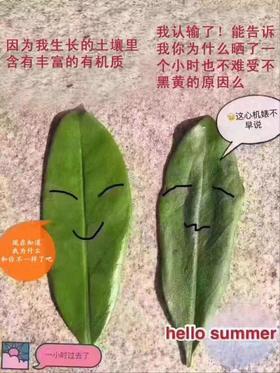 2021年3月15日讲课--茶叶原理深度分析课程（第5-8节课）