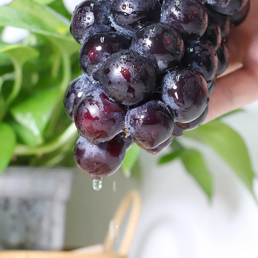 【云南好物】夏黑葡萄 2斤/3斤 彩箱装  顺丰直达 商品图3