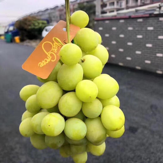 澳洲🦘甜地球无籽青提，看名字就知道它的口感啦，特别的脆甜。特别新鲜，卡兹脆甜太好吃了 商品图4