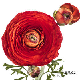 配花 | 洋牡丹红色【反季节，介意慎拍】