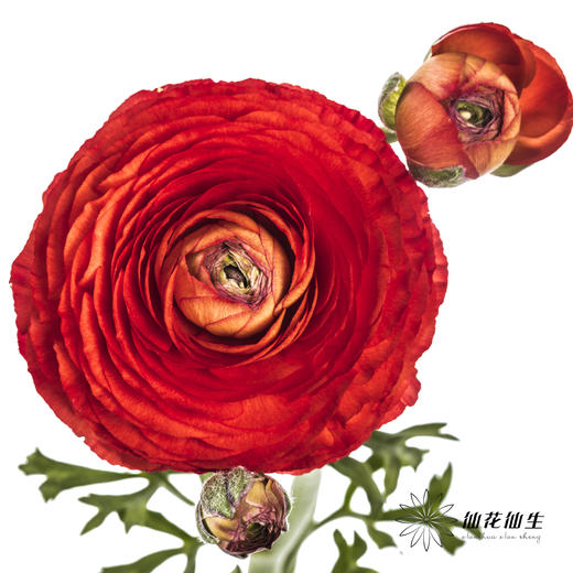 配花 | 洋牡丹红色【反季节，介意慎拍】 商品图0