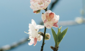  春分|气血不足、气滞血瘀是什么？应该如何调理？ 