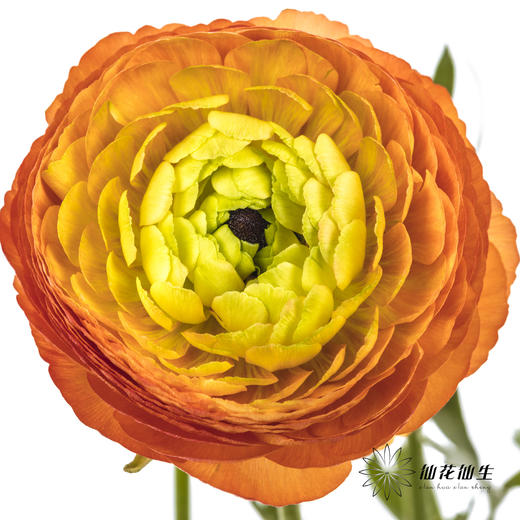 配花 | 洋牡丹橙色【反季节，介意慎拍】
 商品图9