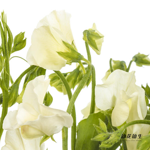 配花 | 带叶香豌豆白色 商品图3
