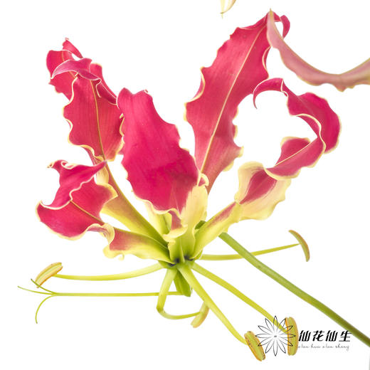 日本花材 | 红色嘉兰New red【有折痕，不售后】 商品图3