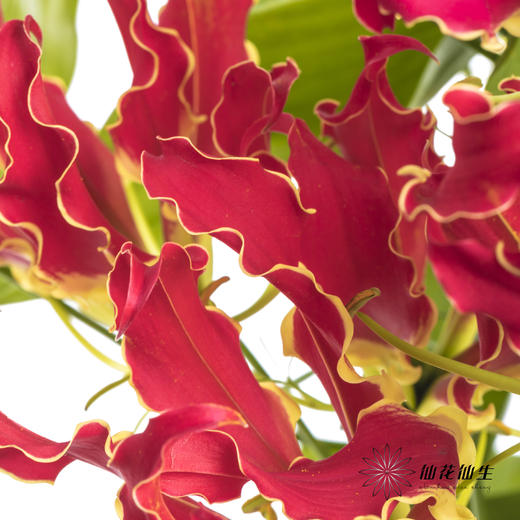 日本花材 | 红色嘉兰New red【有折痕，不售后】 商品图5