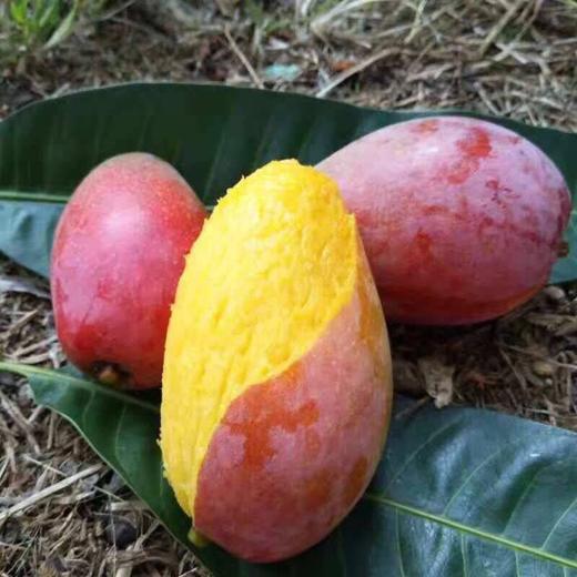 [最农公社]海南贵妃芒带箱3斤/5斤/9斤小果中果大果 商品图5